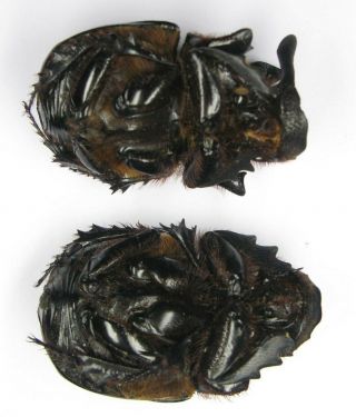 Heliocopris gigas andersoni pair with male 53mm female 54mm (Scarabaeidae) 4