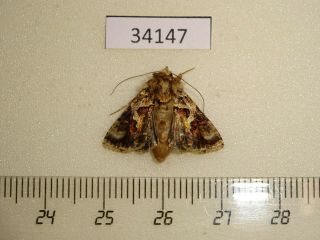 34147 Noctuidae Ctenoplusia Dorfmeisteri Madagascar