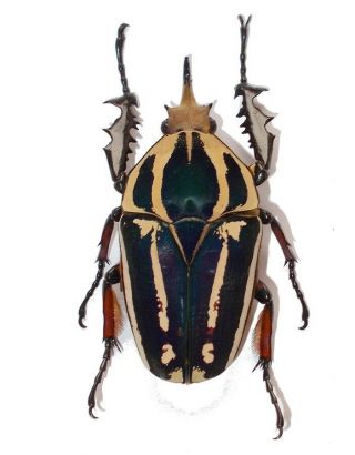 Cetoninae Mecynorrhina Ugandensis 65 Mm,  Colors