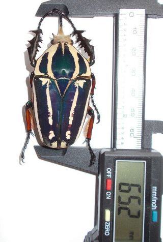Cetoninae Mecynorrhina ugandensis 65 mm,  colors 2