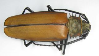 Callipogon Armillatus Female 101mm (cerambycidae)