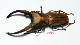 1x.  Cyclommatus Canaliculatus Freygessneri From West Java (2933)