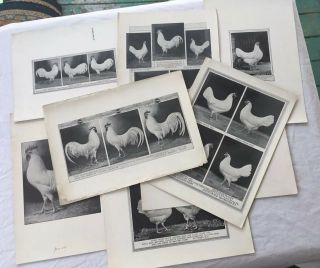 Poultry Photographs A.  O.  Schilling White Leghorn Art Farm Antique 1911