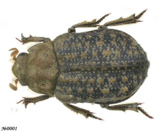 Coleoptera Trogidae Gen.  Sp.  Thailand 6mm