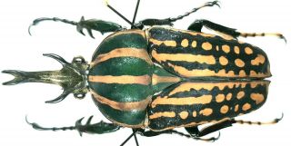 Insect - Cetonidae Mecynorhina Romyae - Cameroon - Male 68mm.