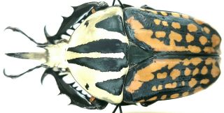 Insect - Cetonidae Mecynorhina Oberthuri - Tanzania - Male 65mm.