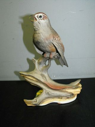 Boehm Tree Sparrow
