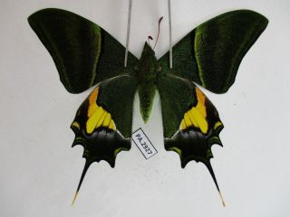 Pa2927.  Unmounted Butterflies: Teinopalpus Imperialis.  Central Vietnam.  Over 2000m