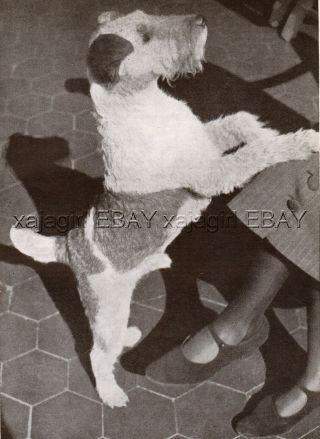Dog Fox Terrier Wire Haired Begs For Attention,  Vintage Print 1930s