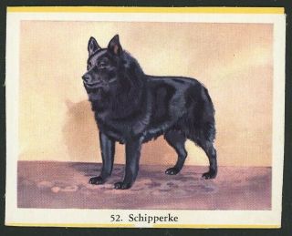 1962 Schipperke Dog Card Tobacco Card Viginia Full Speed