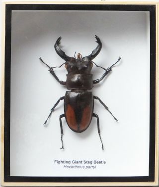 Real Hexarthrius Parryi Giant Stag Beetle Insect Taxidermy Set Display