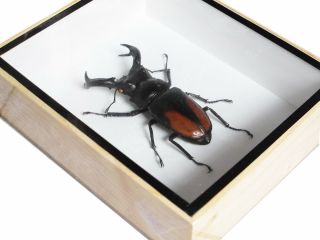 REAL HEXARTHRIUS PARRYI GIANT STAG BEETLE INSECT TAXIDERMY SET DISPLAY 2