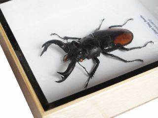 REAL HEXARTHRIUS PARRYI GIANT STAG BEETLE INSECT TAXIDERMY SET DISPLAY 3