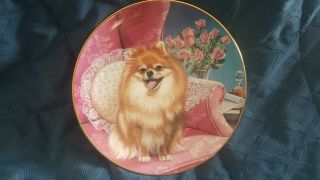 Rare Pomeranians " Pretty In Pink " 8 1/4 " Plate (the Danbury)
