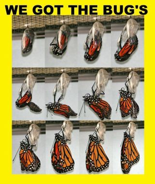 ⭐️⭐️⭐️ 7 Real Live Monarch Butterfly Chrysalis & Help Save The Monarch Butter