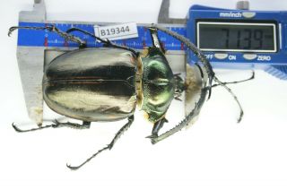 B19344 – Cheirotonus Jansoni Ps.  Beetles – Insects Ha Giang Vietnam 71mm