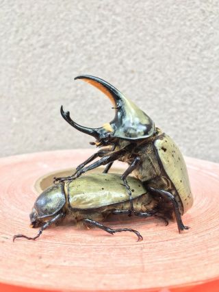 Rhino Beetle Spawning And Breeding Substrate Gallon Pack - - - - God 