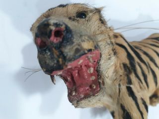 Tiger Figurine Faux Fur Vintage Sewn Detailed Mouth Teeth Man Cave Tiki Bar 12 "
