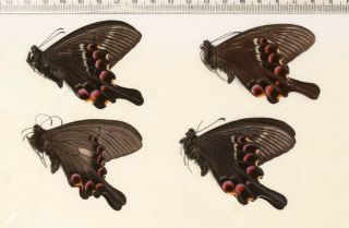 Butterfly Papilionidae Papilio Krishna W.  Sichuan 1
