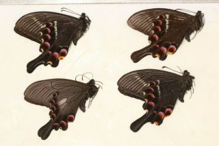 BUTTERFLY Papilionidae Papilio Krishna W.  SICHUAN 1 2