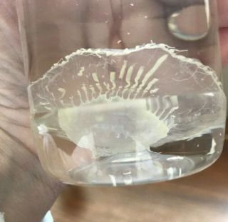 Specimen Bottle Preserve Taxidermy Coelenterata Aequorea Jellyfish Wet 2