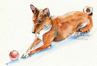 Basenji W Ball Watercolor On Ink Print Matted 11x14 Ready To Frame