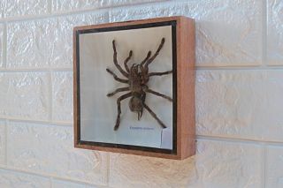 Huge Giant Big Bird Eating Tarantula Spider Taxidermy In Frame Insect Home Decor