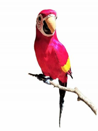X - Large Handcrafted Ultra Lightweight Parrot With Real Feathers/bendable Feet