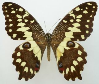 Papilio Erithonioides Male From Madagascar