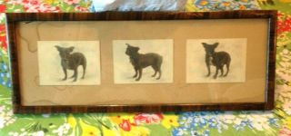 Antique Dog Framed Photographs Of French Bulldog Bitsy - 1870