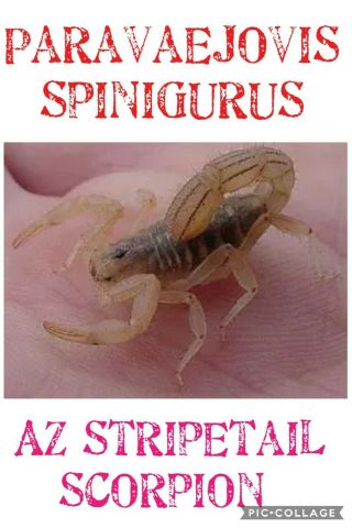 3 Ct☆az Stripetail Scopion☆2nd/3rd Instar Babies☆live Arachnid☆invertabrate☆bug☆