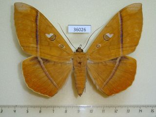 36026p Noctuidae Teinoletis Simoenta F Dominicana