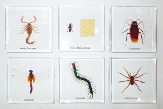 6 Insect Specimen Slide Box Set In Clear Square Block Education Kit Ssdd74bg1