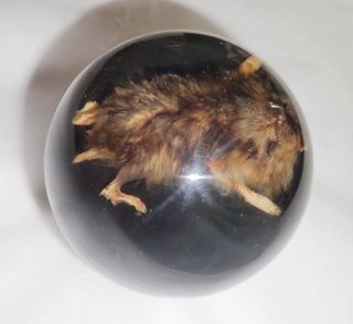 Dwarf Hamster Mouse In 100 Mm Sphere Ball Vechicle Shift Knob On Black Bottom