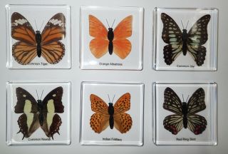 6 Butterfly Specimen Slide Box Set In Clear Square Block Education Kit Ssdd74bf1