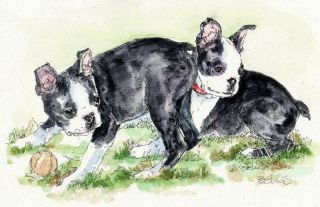 Boston Terrier Watercolor On Ink Print Matted 11x14 Ready To Frame