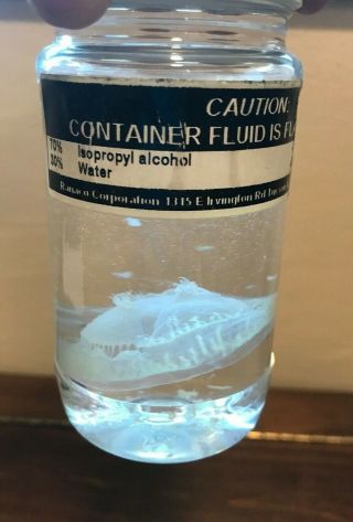 Specimen Bottle Preserve Taxidermy Coelenterata Aequorea Jellyfish Wet