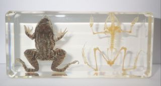 East Asian Bullfrog Frog & Skeleton Set In Clear Block Education Animal Specimen