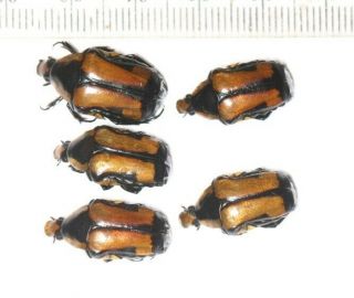 Cetonidae Cetoniinae Campsiura Xanthorhina Tibet