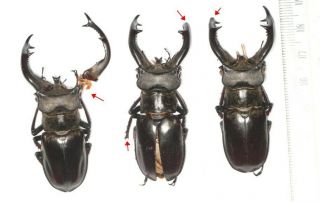 Beetle Lucanidae Lucanus Cheni Tibet