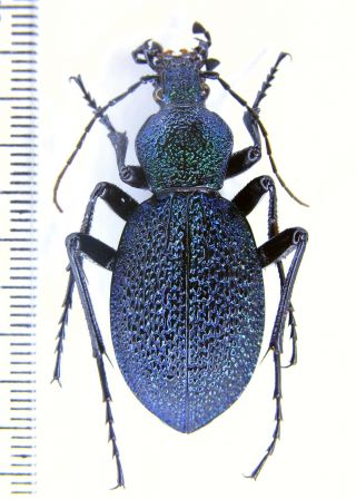 Carabidae Carabus (procerus) Scabrosus Tauricus S Crimea Female
