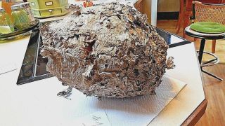 Authentic Paper Wasp/hornet Nest Found In North Maine Woods 1