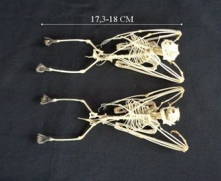 Chiroptera: Rousettus Leschenaultii Hanging Skeleton