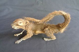 Taxidermy: Javanese Squirrel Half Body Skeleton