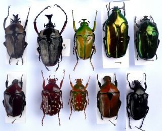 Coleoptera Beetles Cetoniidae Mecynorrhina Eudicella Megalorrhina Goliathus