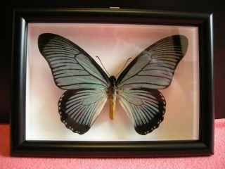 Butterfly Framed - Papilio Zalmoxis