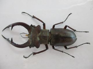 31761.  Unmounted Insects: Lucanus Kraatzi Giangae.  North Vietnam.  64mm.  Big Size