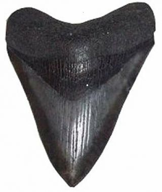 Megalodon Shark Dinosaur Tooth Fossil Real Archaeology Science Gift