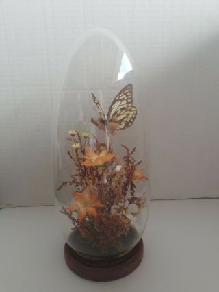 Vintage Real Butterfly Dome Glass Terrarium Display Decor 1970`s