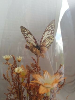 Vintage Real Butterfly Dome Glass Terrarium Display Decor 1970`s 2
